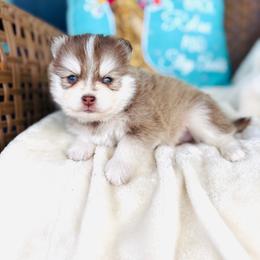 Boy 3 - Red and white male Pomsky puppy in Yavapai County, Arizona from Pawsh Pomskies