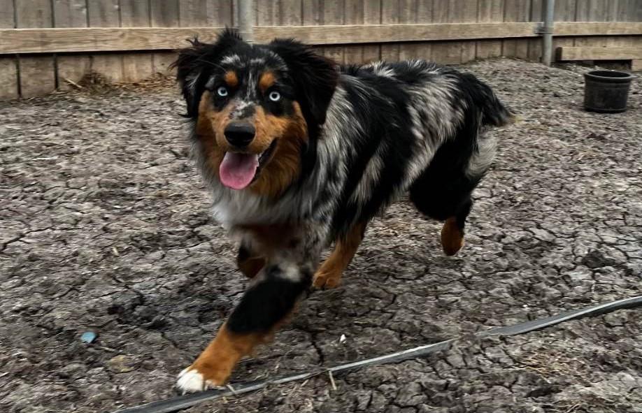 Caprock Mini & Toy Aussies in Oklahoma Miniature Australian Shepherd