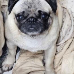 Minnie - Fawn female Pug puppy in Kodak, Tennessee from My Princess Pugs