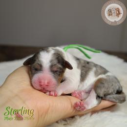 Sterling - Blue merle male Aussiedoodle puppy in Fort Myers, Florida from Little Golden Farm
