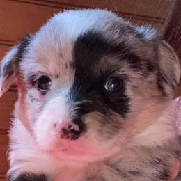 American Corgis and Pembroke Welsh Corgis from Twisted M Corgi’s