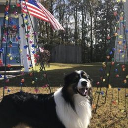 Australian Shepherds from Kim’s Awesome Aussies