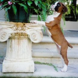 Boxer Puppies from Rummer Run Boxers