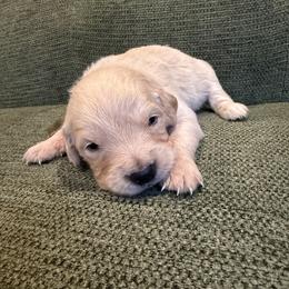 Male puppy pick 6 - Light golden male Golden Retriever puppy in Colville, Washington from Columbia Ridge Goldens