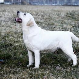 BonBon - Labrador Retriever
