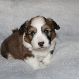 Snoopy (full fluffy) - Red male Pembroke Welsh Corgi puppy in Goliad, Texas from Rogers’ Fluffy Butt Corgis