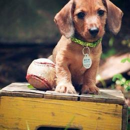 Dachshund Puppies from Lavendell Dachshunds