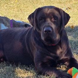 Moose - Labrador Retriever