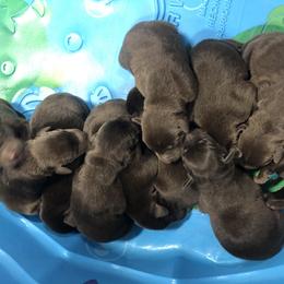 Dilute Retriever and Labrador Retriever Puppies from CKB Labradors