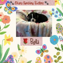 Boston Terrier Puppies from Ohana Sunshine Bostons