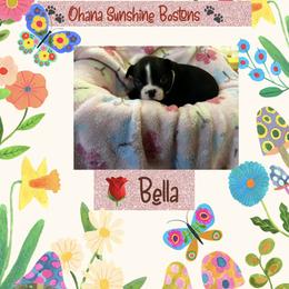 Boston Terrier Puppies from Ohana Sunshine Bostons