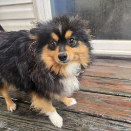 Luna - Black and tan parti female Pomeranian puppy in Newport News, Virginia from Itty bitty friends