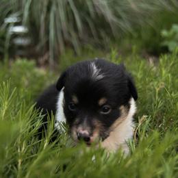 E33 - Black and tan male Companion Cross puppy in Fairview, South Dakota from Dakota Toy Aussies