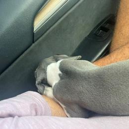 Italian Greyhound Puppies from Fisher Link