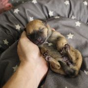 Troi - Hokkaido puppy in Torrance, California from Kaiju Kennels
