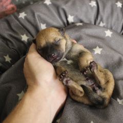 Troi - Hokkaido puppy in Torrance, California from Kaiju Kennels