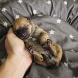 Troi - Hokkaido puppy in Torrance, California from Kaiju Kennels