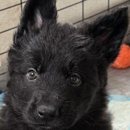 German Shepherd Puppies from Circle Oaks Shepherds