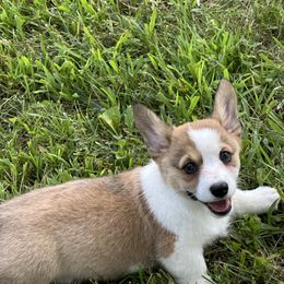 Maude - female Pembroke Welsh Corgi puppy in Hillsboro, Missouri from Crawford Ranch Canines