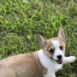 Maude - female Pembroke Welsh Corgi puppy in Hillsboro, Missouri from Crawford Ranch Canines