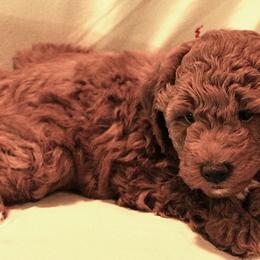 Red - Red  male Poodle puppy in Alexandria, Virginia from Skye Chase Poodles