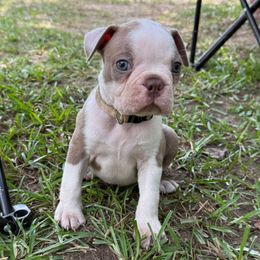 Boy 2 - Seal and white male Boston Terrier puppy in Richburg, South Carolina from Hidden Valley Bostons