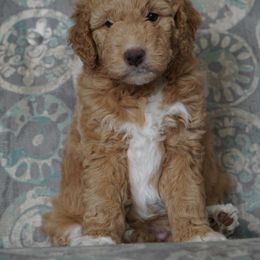 Double Doodle and Goldendoodle Puppies from Emma Lee Doodles