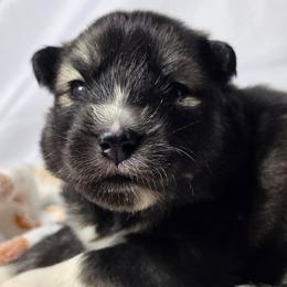 Leafa - Agouti and white female Siberian Husky puppy in Buckeye, Arizona from Anime Huskies