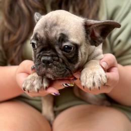 Daniel - Fawn and white male French Bulldog puppy in Greenfield, Missouri from Hope Mountain French Bulldogs