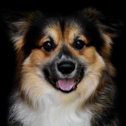 Chewy - Pembroke Welsh Corgi