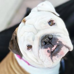Bulldogs from BigPetLittlePet
