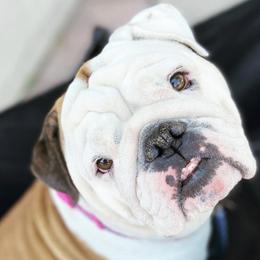 Bulldogs from BigPetLittlePet