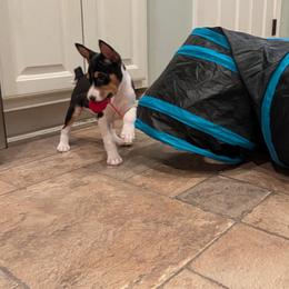 Tri male - Tri-color male Basenji puppy in Shelby County, Alabama from Flutesong Basenjis II