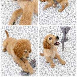 Boy 5 - male Goldendoodle puppy in Kissimmee, Florida from From the Heart