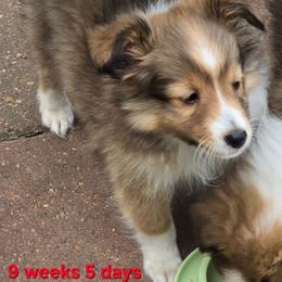 TINY Rocket - Sable and white male Shetland Sheepdog puppy in Houston, Texas from LaLa's Lilliputian Lassies