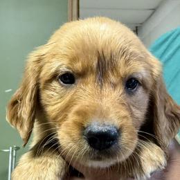 Voltage - Dark golden female Golden Retriever puppy in Princeton, Minnesota from Bewitched Goldens