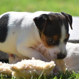 Stitch - Tri-color male Jack Russell Terrier puppy in Menifee, California from Wendover Terriers