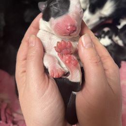 Border Collie Puppies from By Design Farm