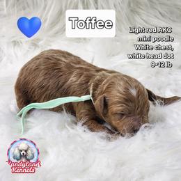 Toffee - Apricot male Poodle puppy in Hoagland, Indiana from Kandyland Kennels
