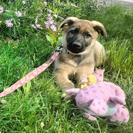 Gretchen - Sable female German Shepherd puppy in Red Bluff, California from Ruby's Corgi's