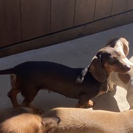 Nugget - Dachshund