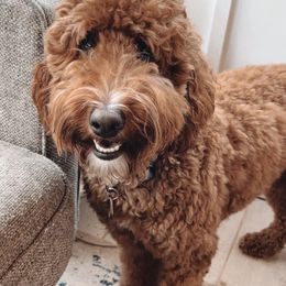 Goldendoodle puppies from Cedarcrest Goldendoodles