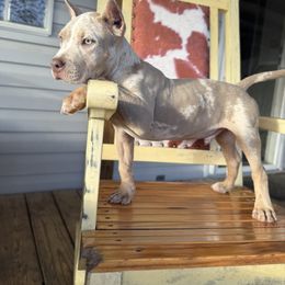 Bernedoodle, Sheepadoodle, and Whoodle Puppies from Wonderland’s Boujie Kennels