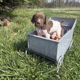 Miley- Purple - Liver and white female German Shorthaired Pointer puppy in Union Hall, Virginia from Rustic Creek Farms