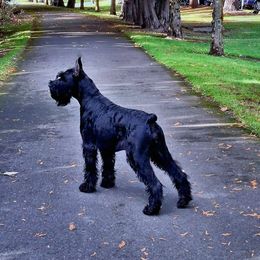 Giant Schnauzer All Grown Up from Preston Schnauzers
