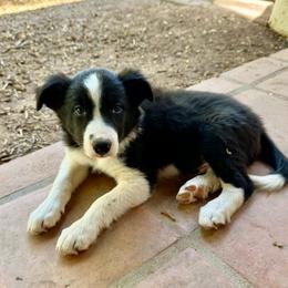 Statler - Black and white male Border Collie puppy in Mesa, Arizona from Ranch Girl Border Collies