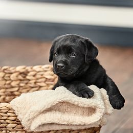 Labrador Retriever Puppies from Silver State Service Dogs, LLC