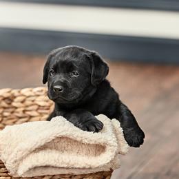 Labrador Retriever Puppies from Silver State Service Dogs, LLC