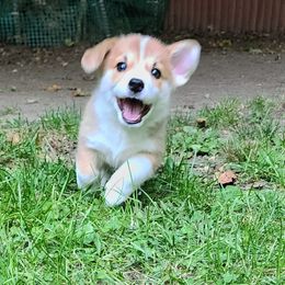 Pembroke Welsh Corgi Puppies from Corgis of Avalon