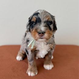 Teacup - Merle male Bernedoodle puppy in Apache Junction, Arizona from Coffey House Doodles
